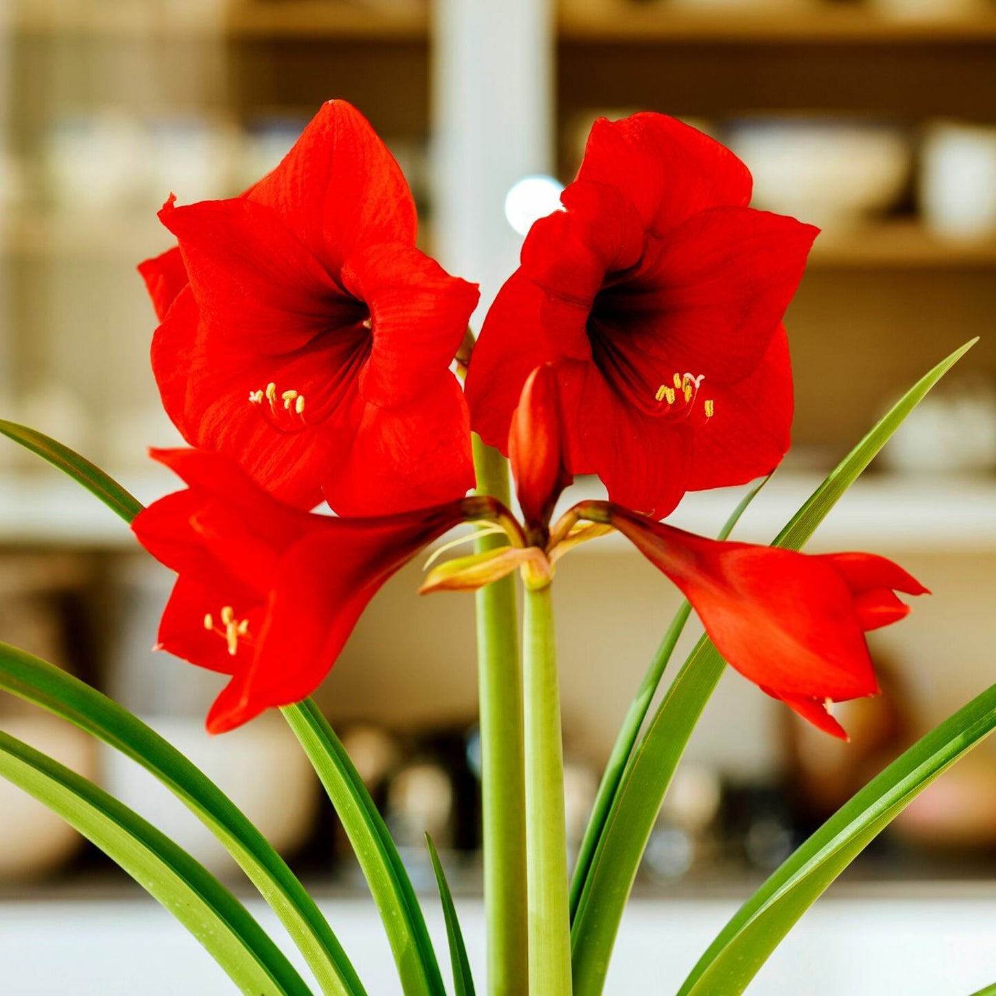 Amaryllis Red Lion (Pack of 1)