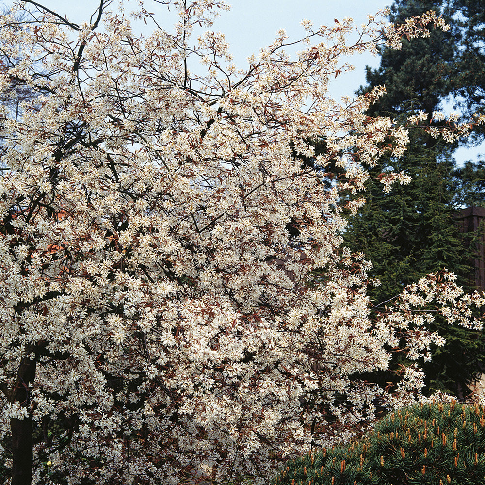 Amelanchier Ballerina Tree (12L, 5-6ft)