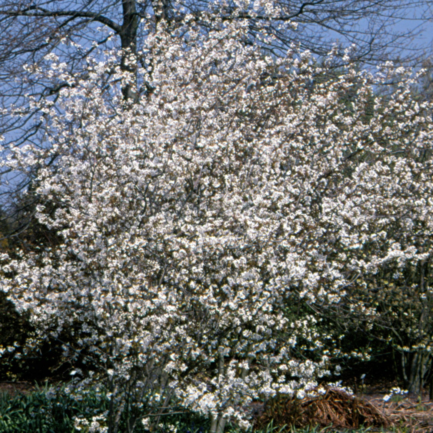 Amelanchier Snowflakes Tree (12L, 5-6ft)