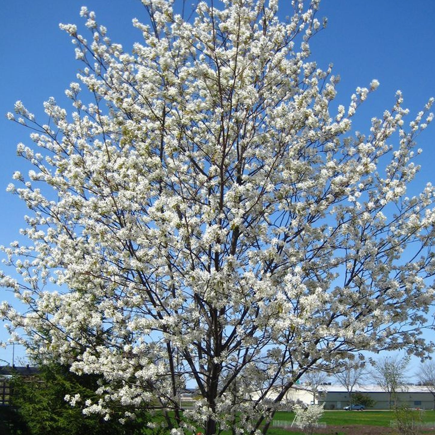 Amelanchier Snowflakes Tree (12L, 5-6ft)