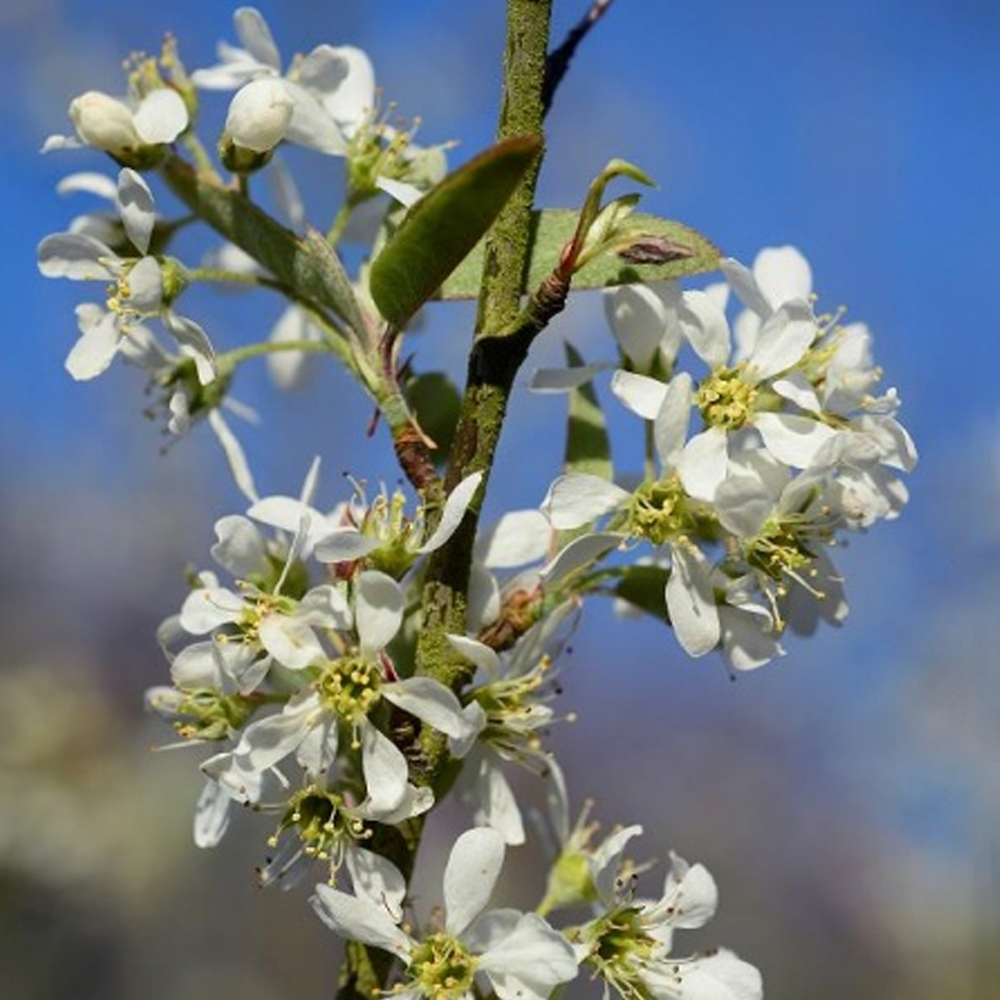 Amelanchier October Flame Tree (12L, 5-6ft)