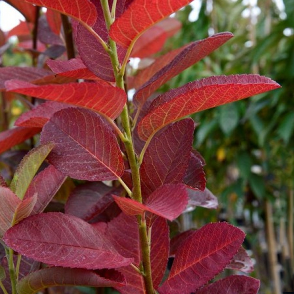 Amelanchier October Flame Tree (12L, 5-6ft)