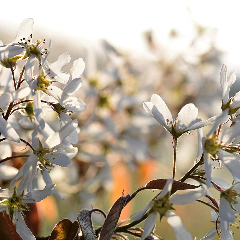 Amelanchier October Flame Tree (12L, 5-6ft)