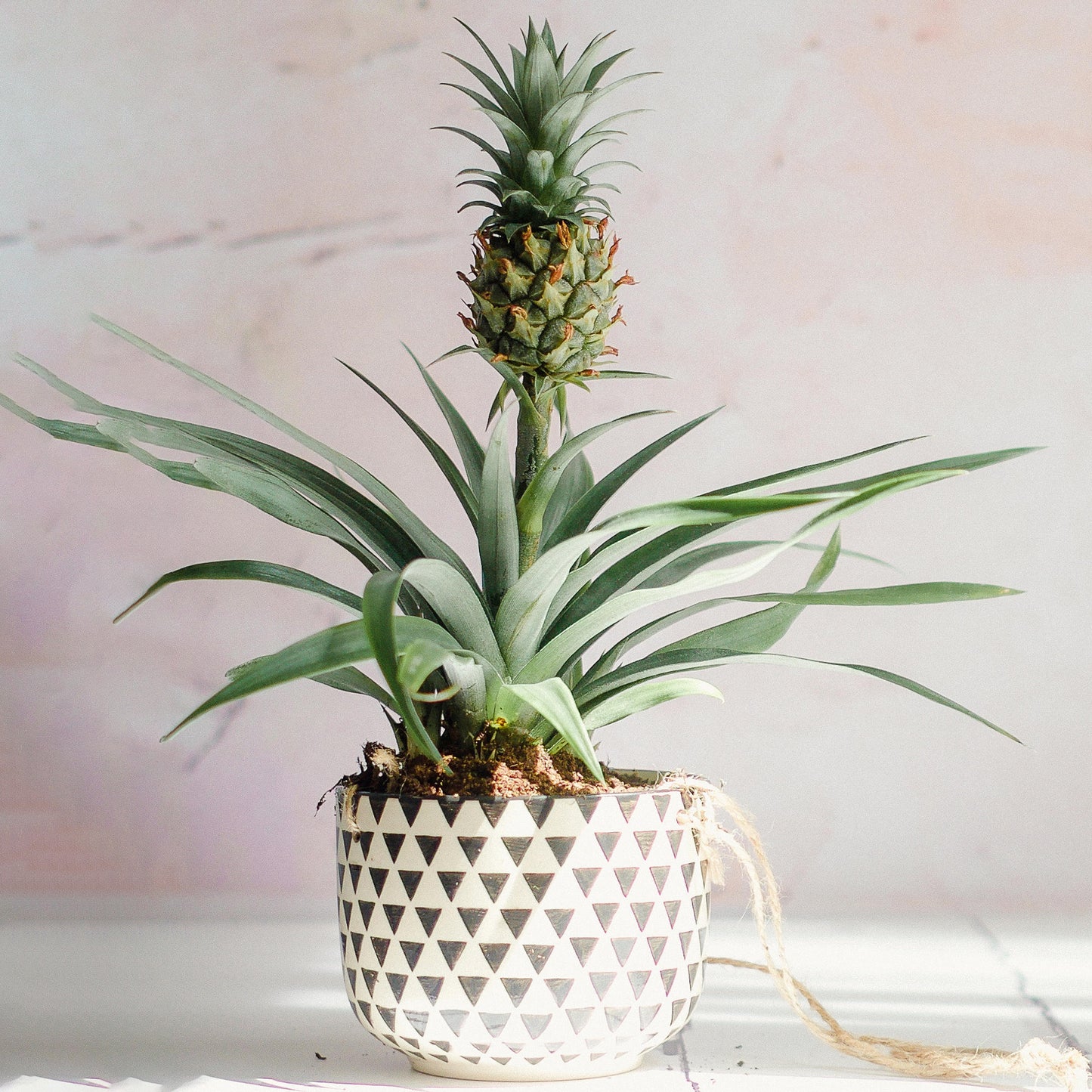 Ananas comosus Amigo (12cm) V4