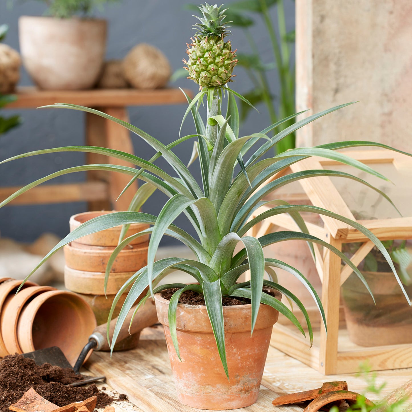 Ananas comosus Amigo (12cm) V2