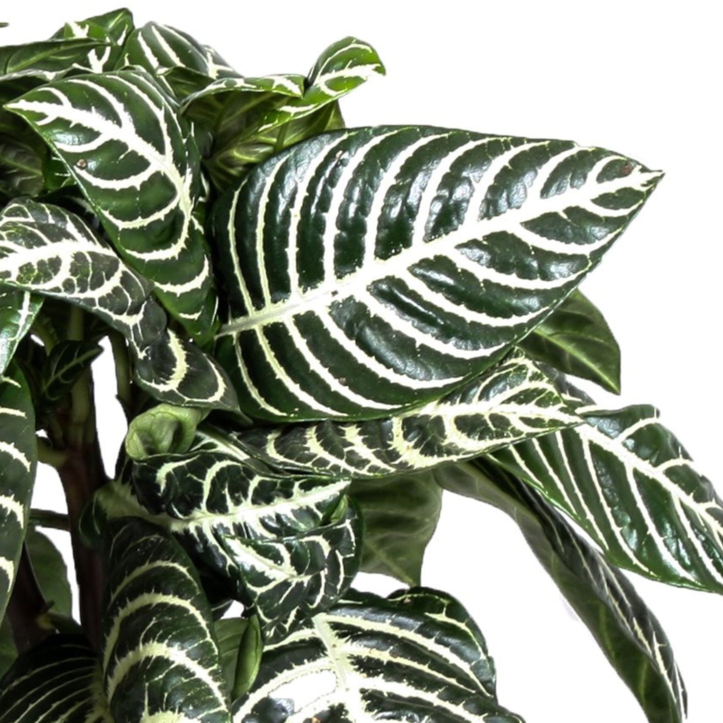 Aphelandra Green