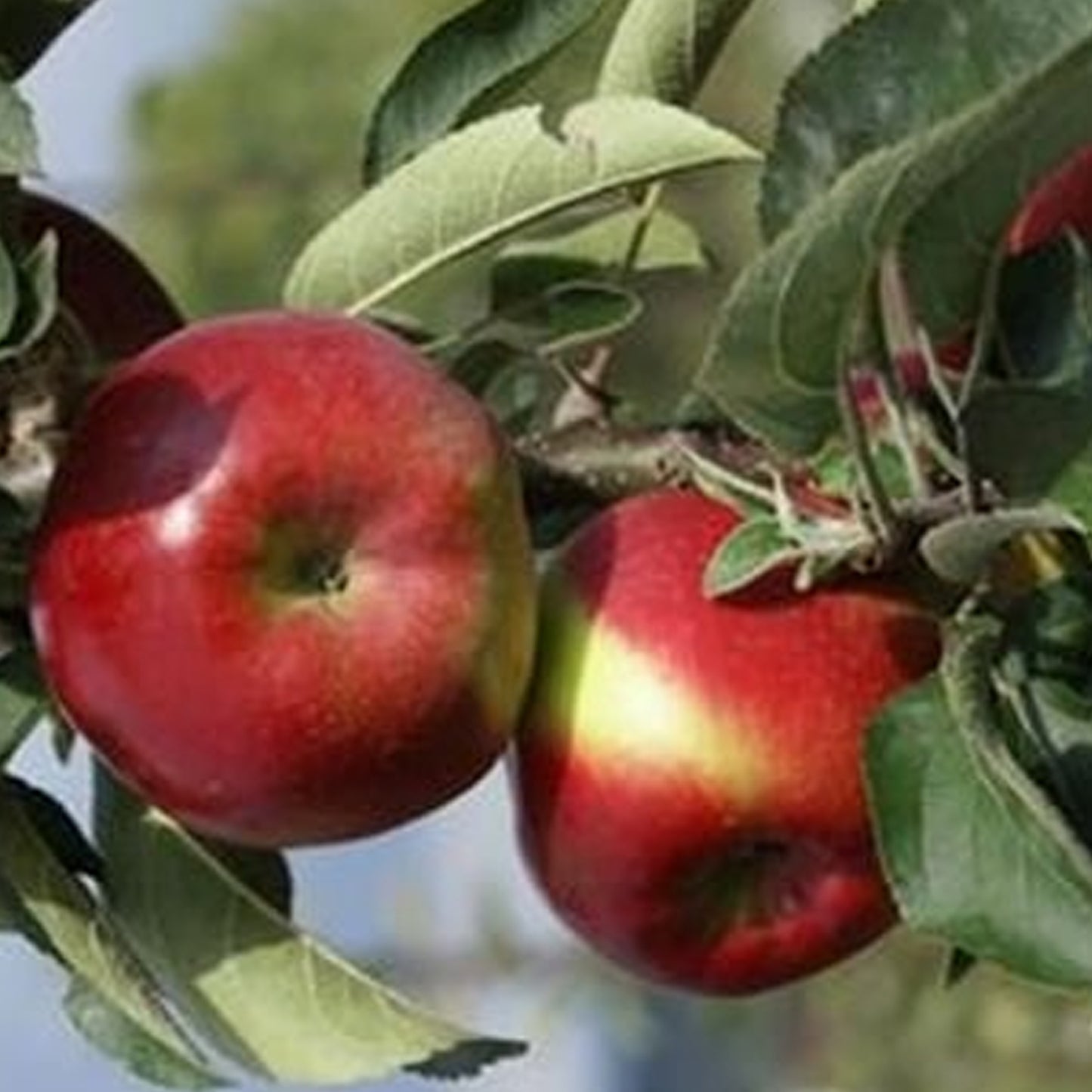 Apple Garden Fountain (12L, Starline)