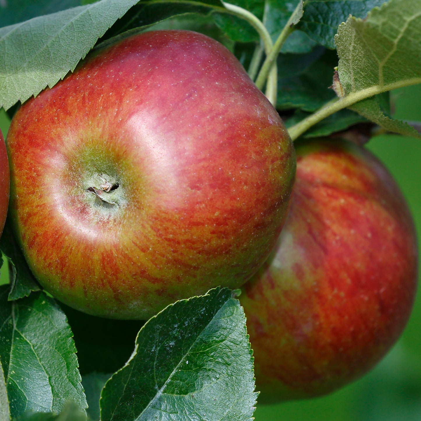 Apple Garden Fountain (12L, Starline)