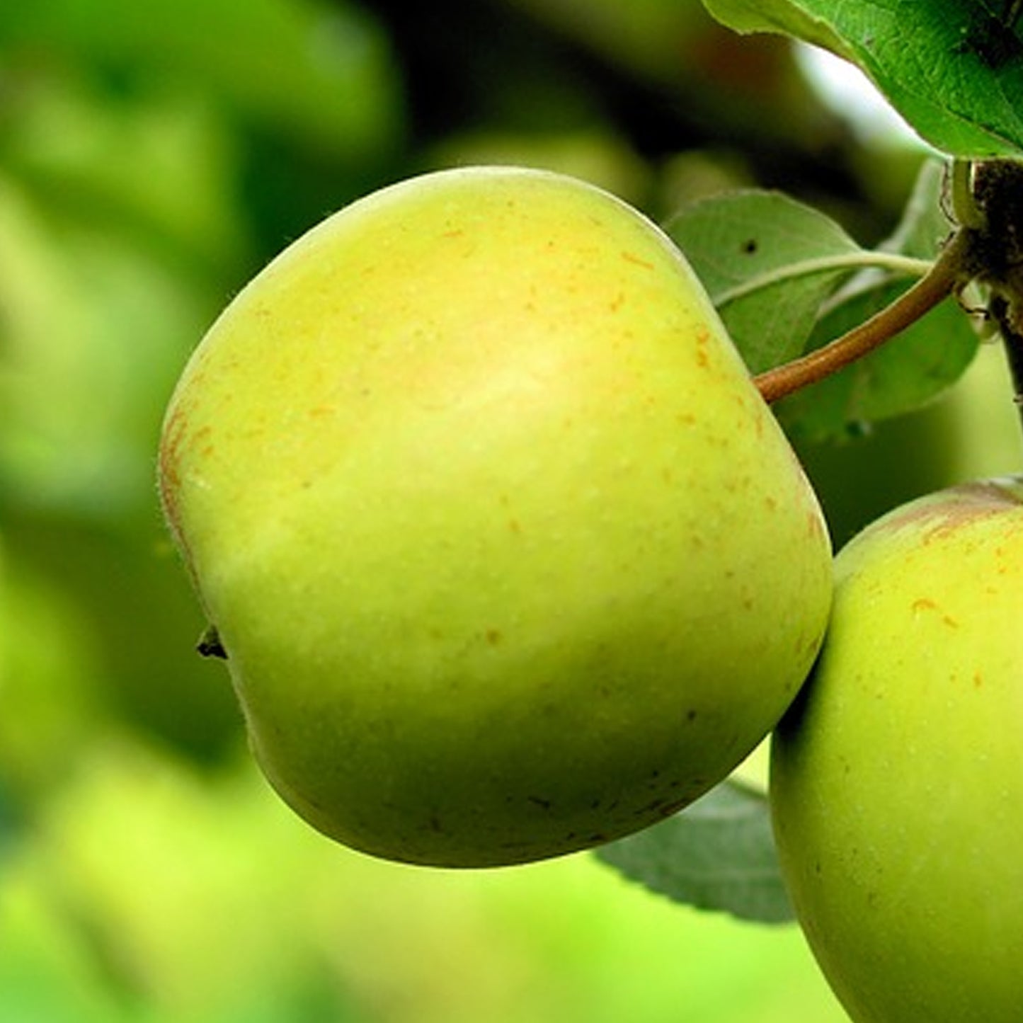 Apple Greenfinch (12L, Starline)