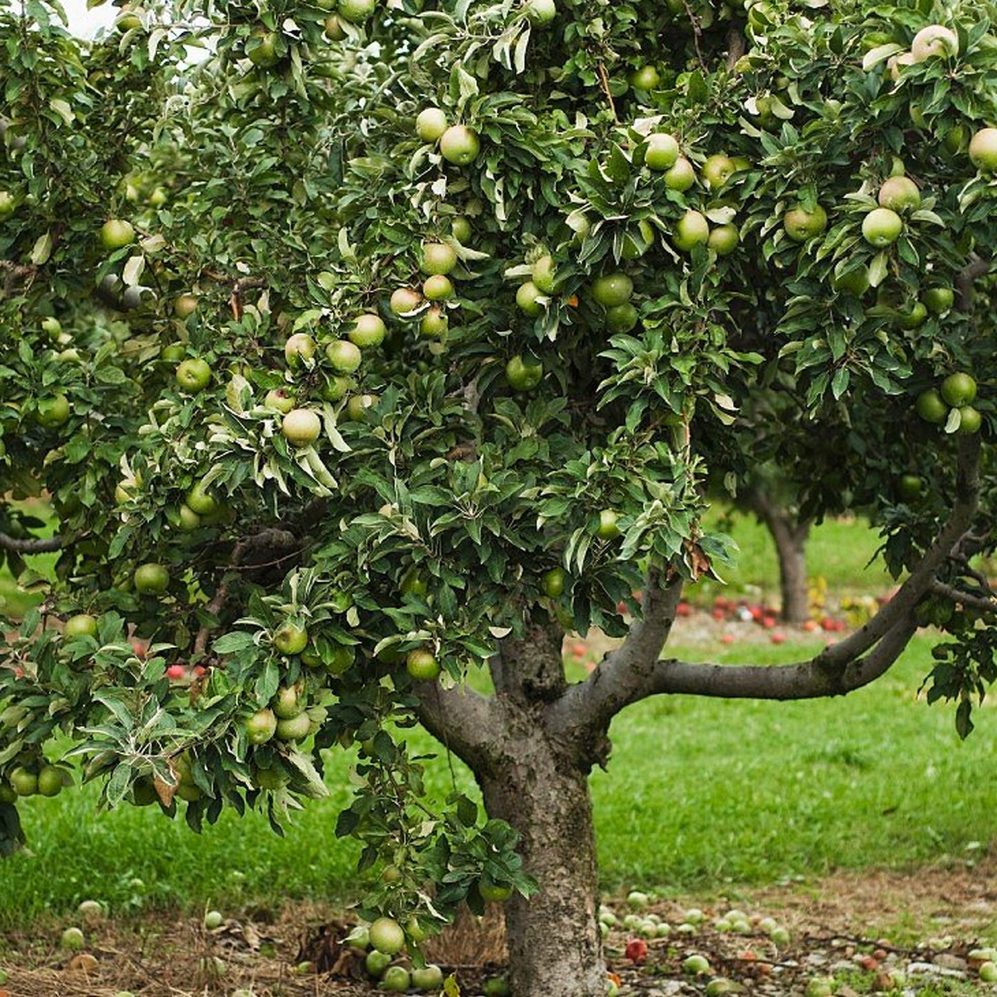 Apple Granny Smith (MM106, 7.5L, 4-5ft)