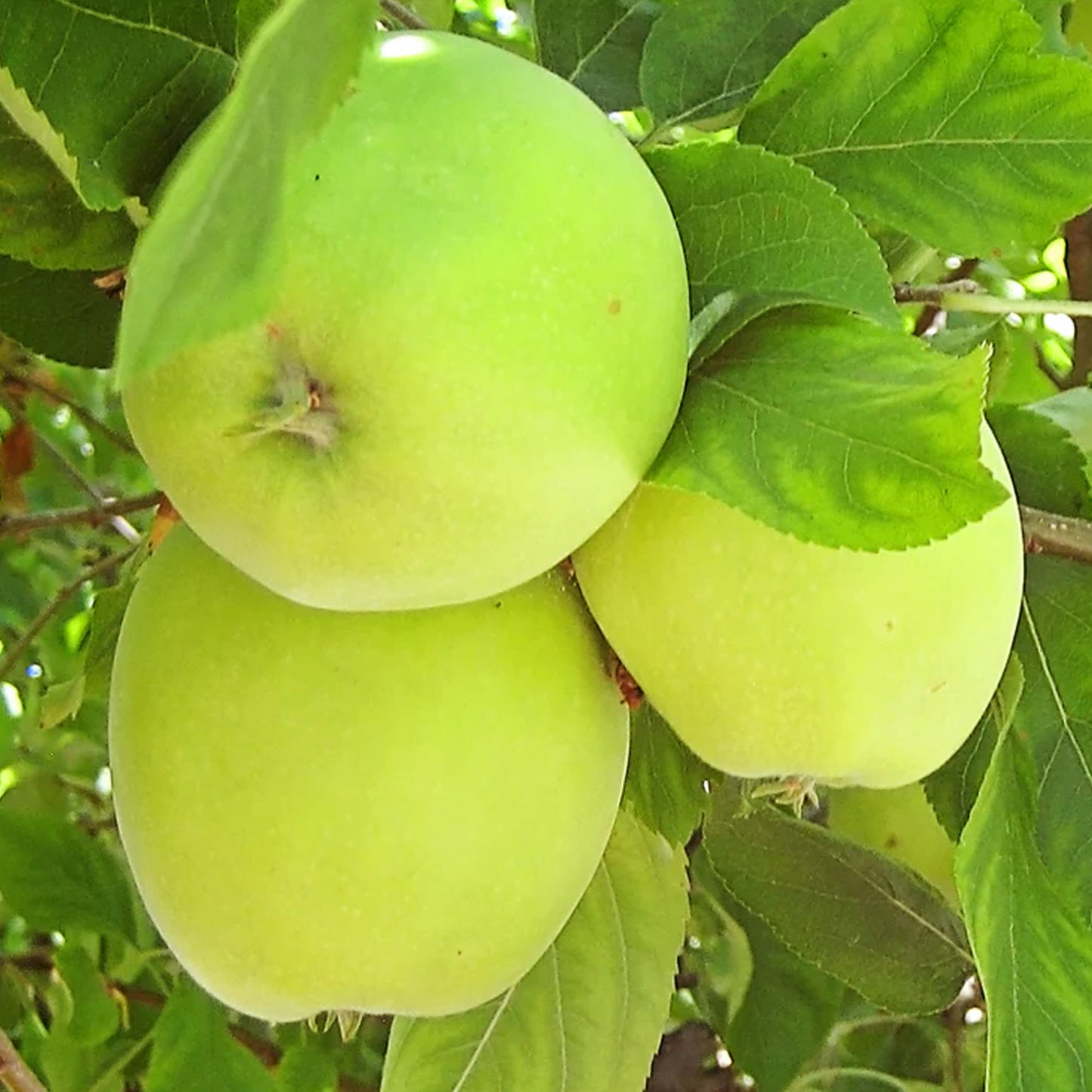 Apple Granny Smith (MM106, 7.5L, 4-5ft)