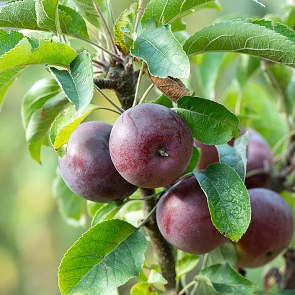 Apple Blue Moon (Starline, 12L)
