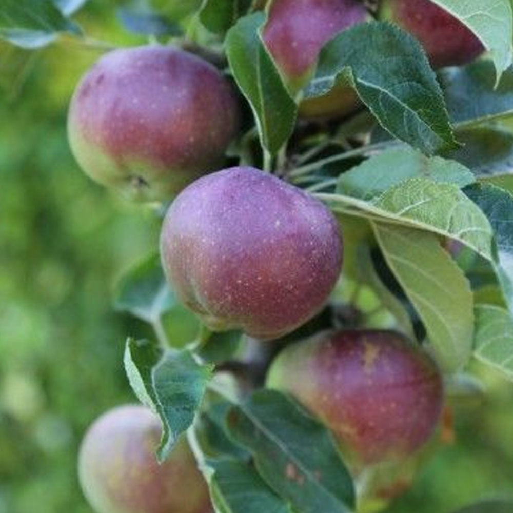 Apple Blue Moon (Starline, 12L)