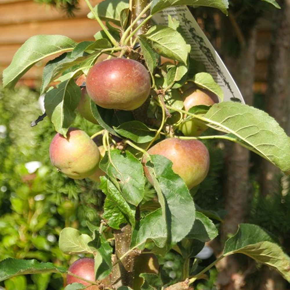 Apple Blue Moon (Starline, 12L)