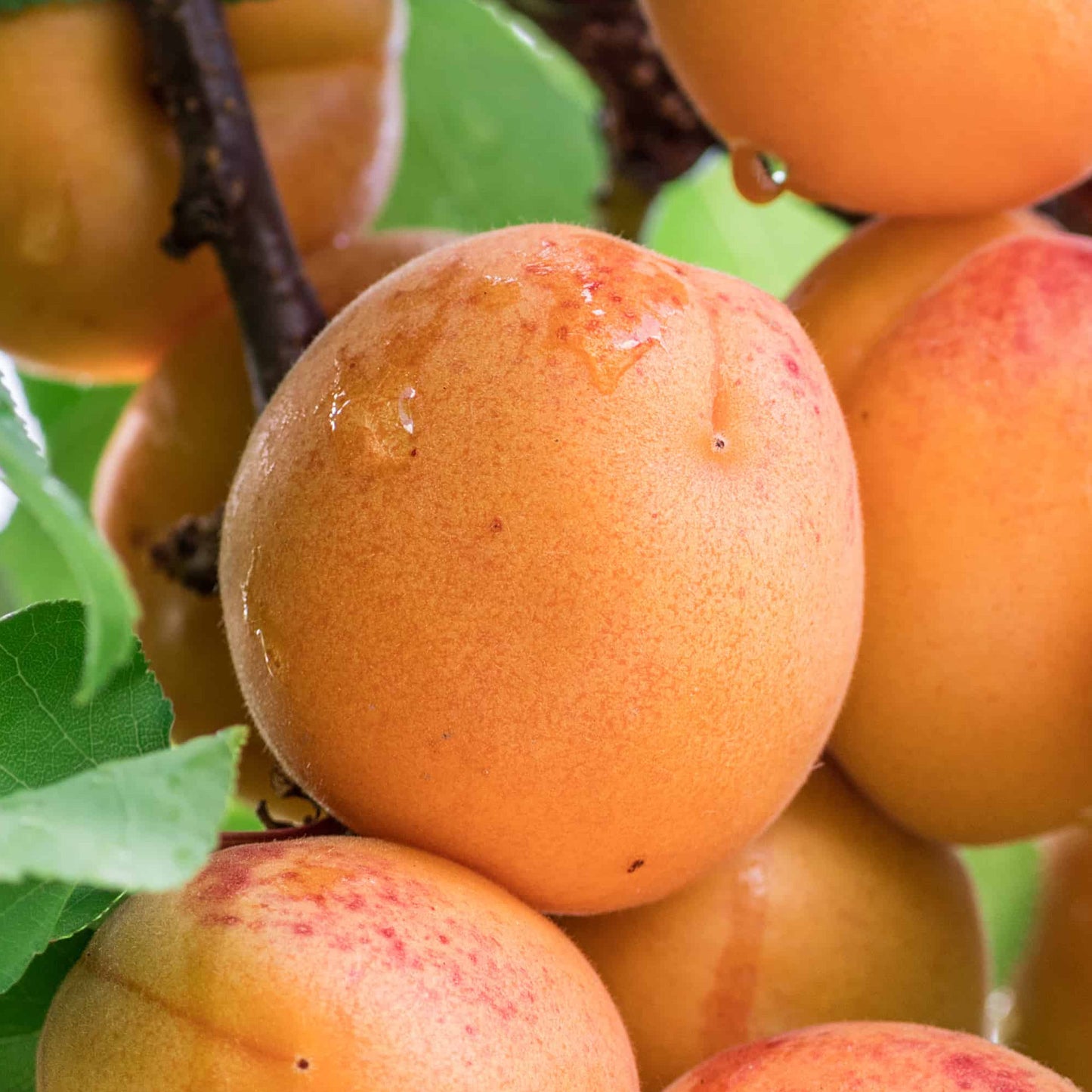 Apricot (MM106, 7.5L, 4-5ft)