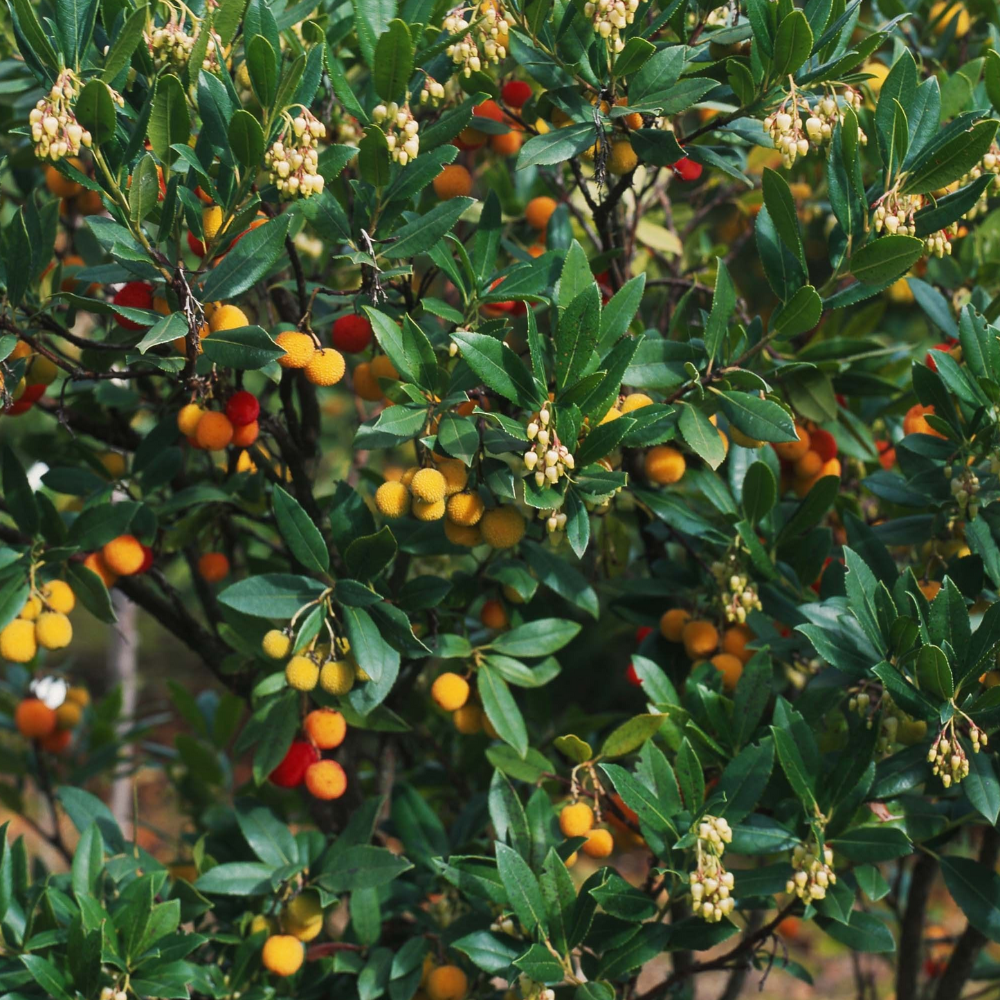 Arbutus Atlantic (9cm)