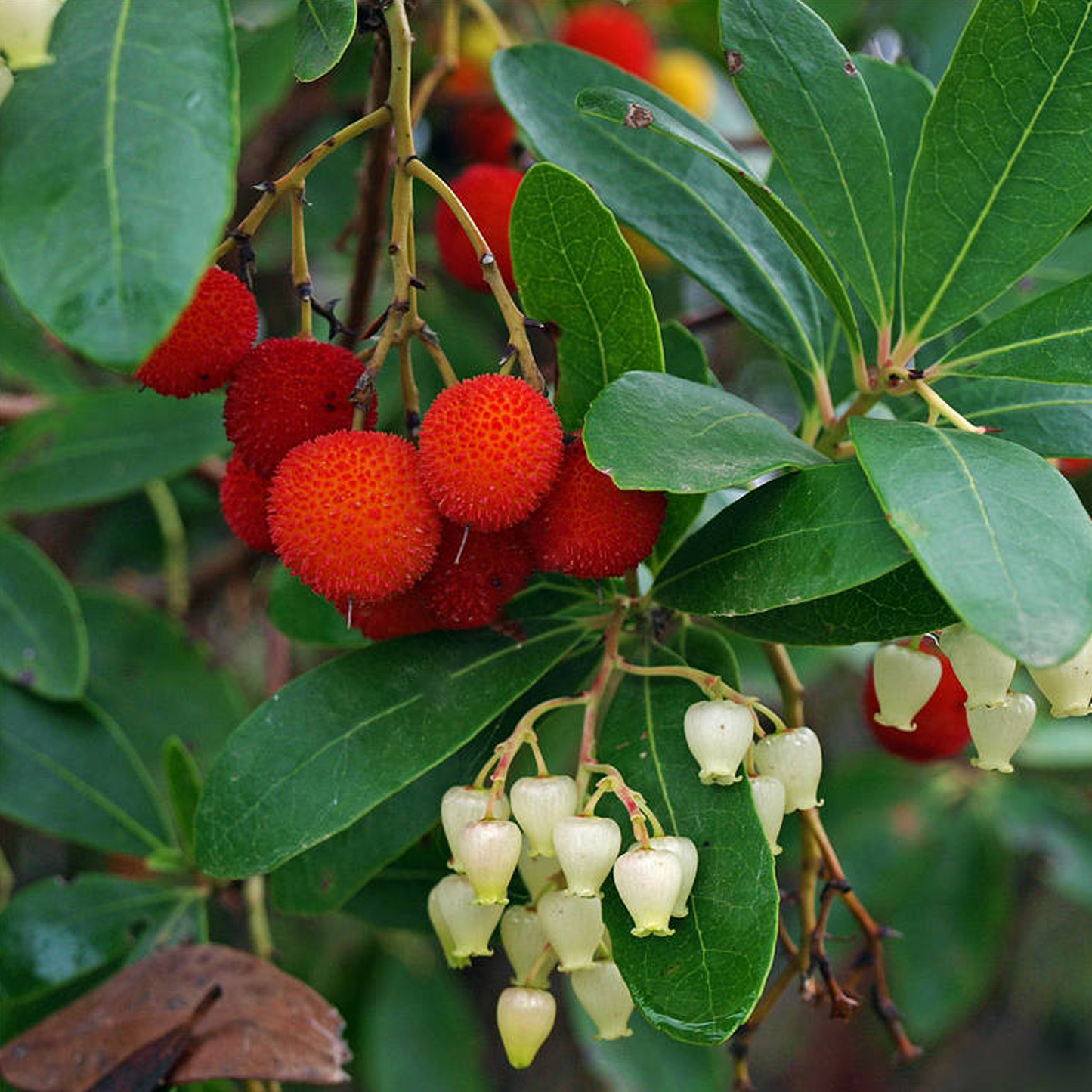 Arbutus Atlantic (9cm)