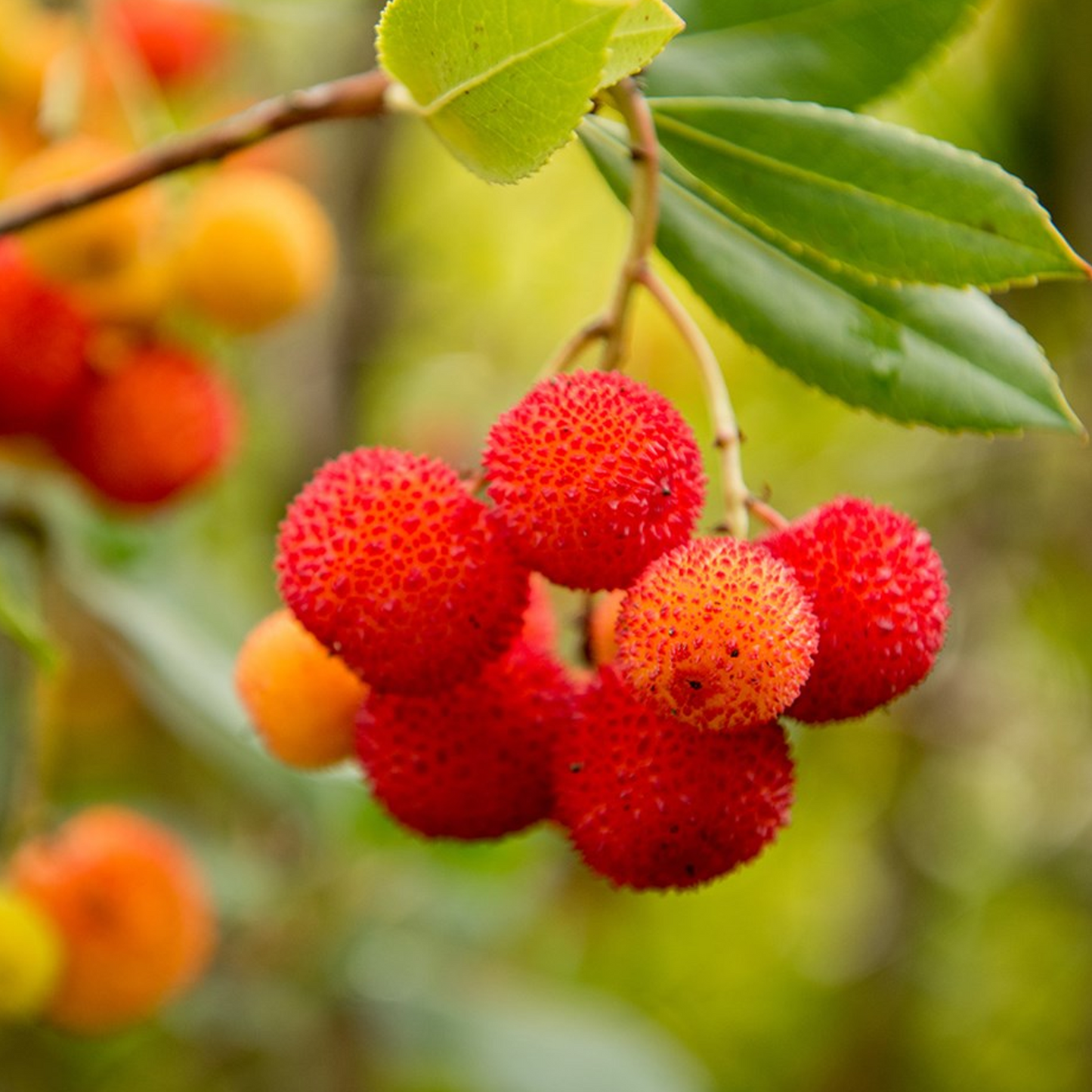 Arbutus Atlantic (9cm)
