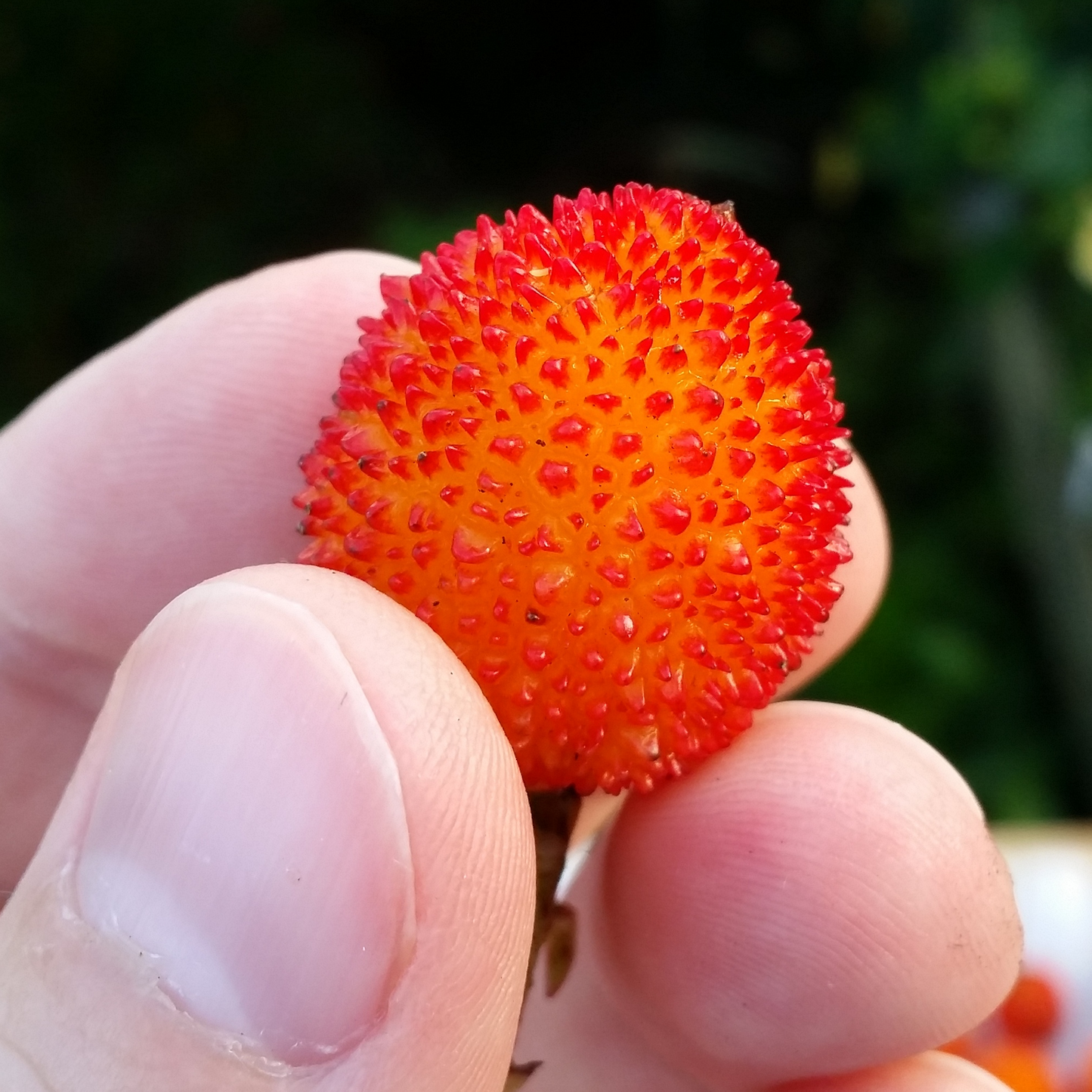 Arbutus Atlantic (9cm)