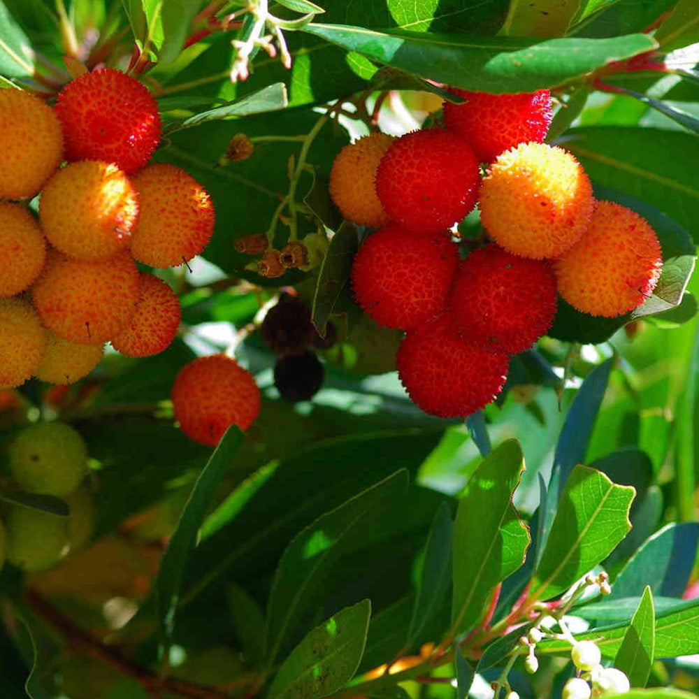 Arbutus Unedo Tree (12L, 5-6ft)