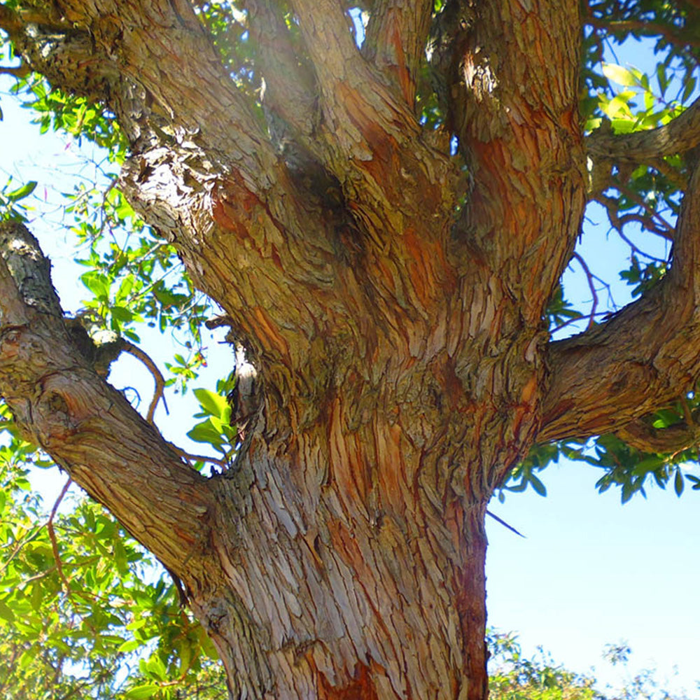 Arbutus Unedo Tree (12L, 5-6ft)