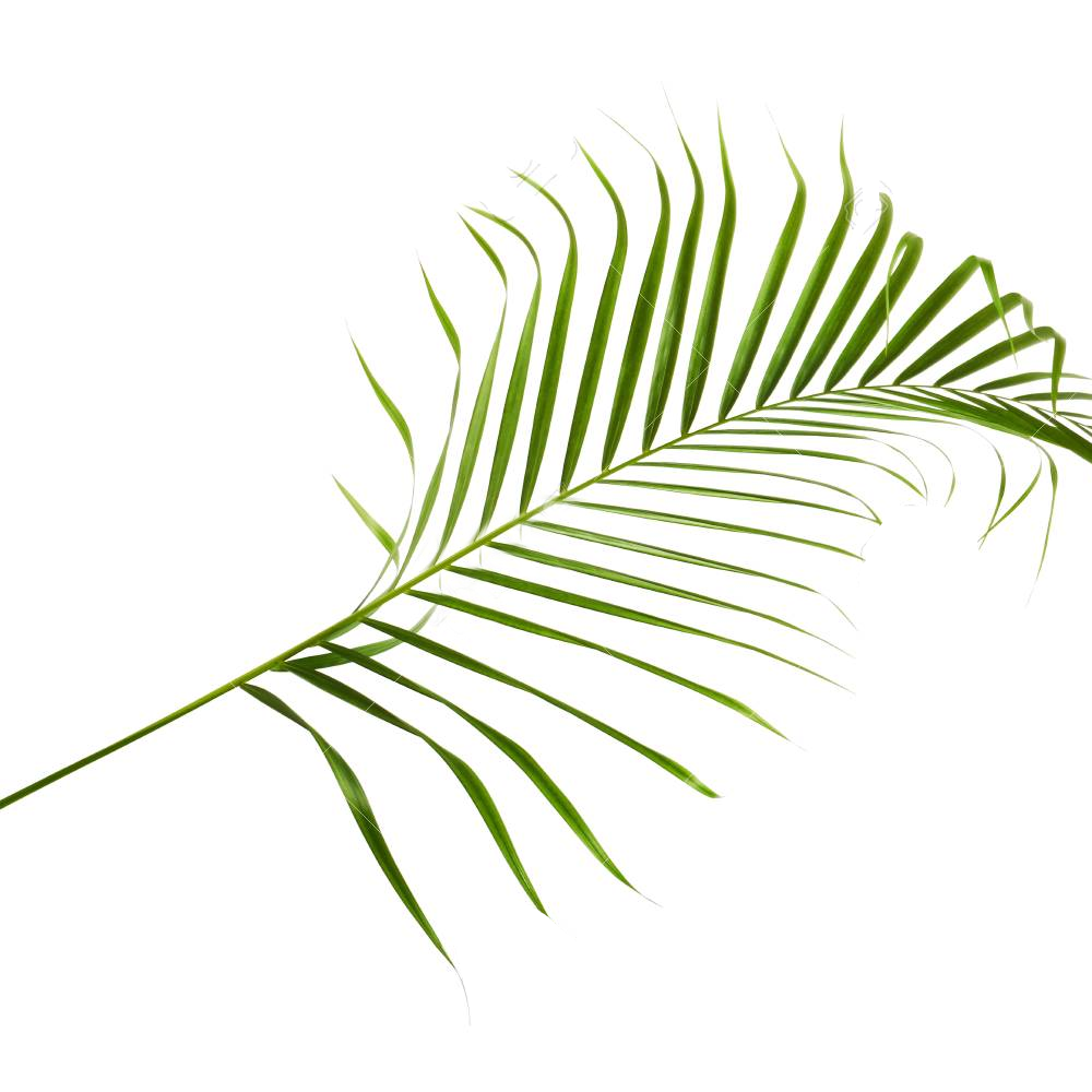 Areca lutescens (13cm)