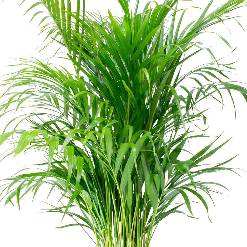 Areca lutescens (13cm)