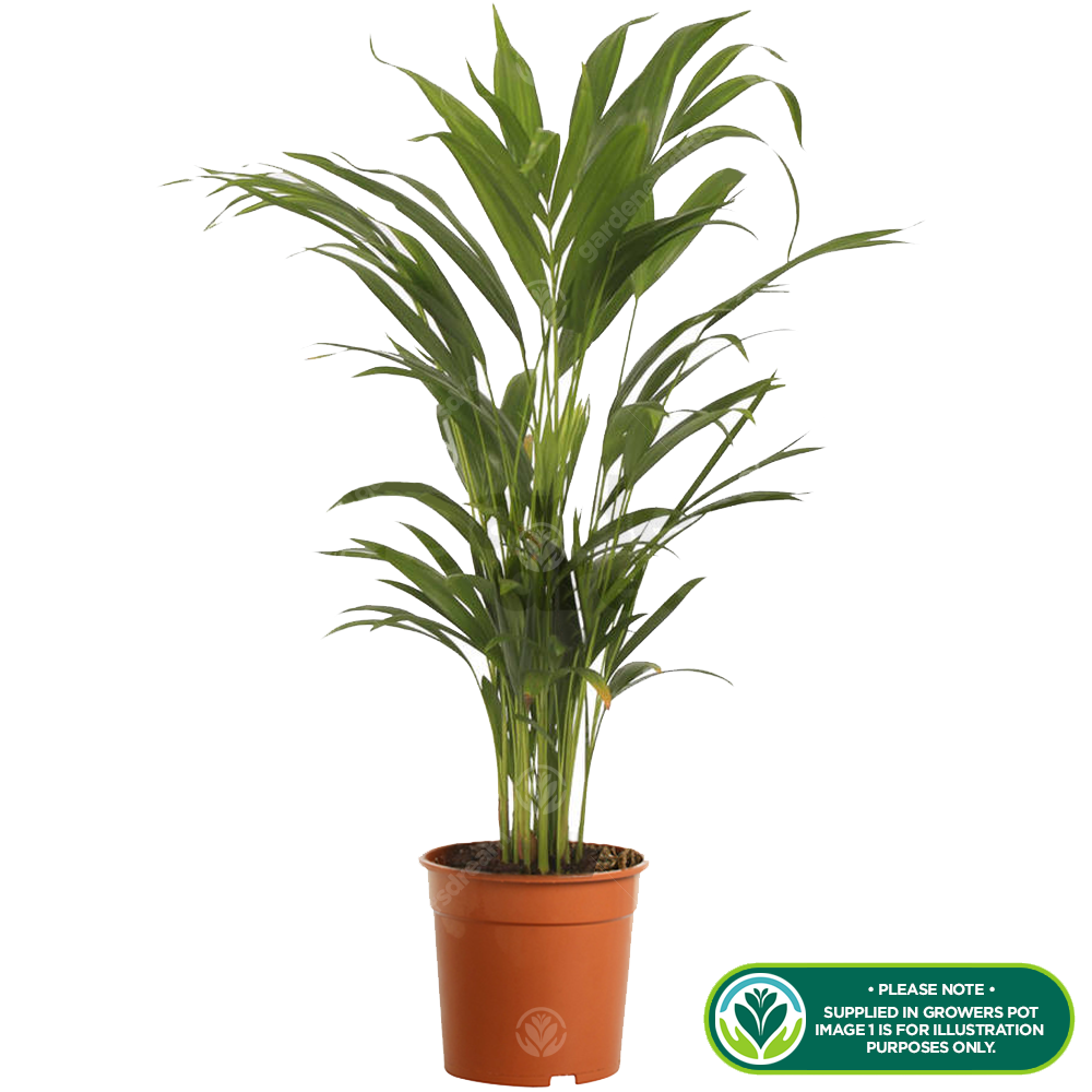 Areca Palm (13cm, V1)