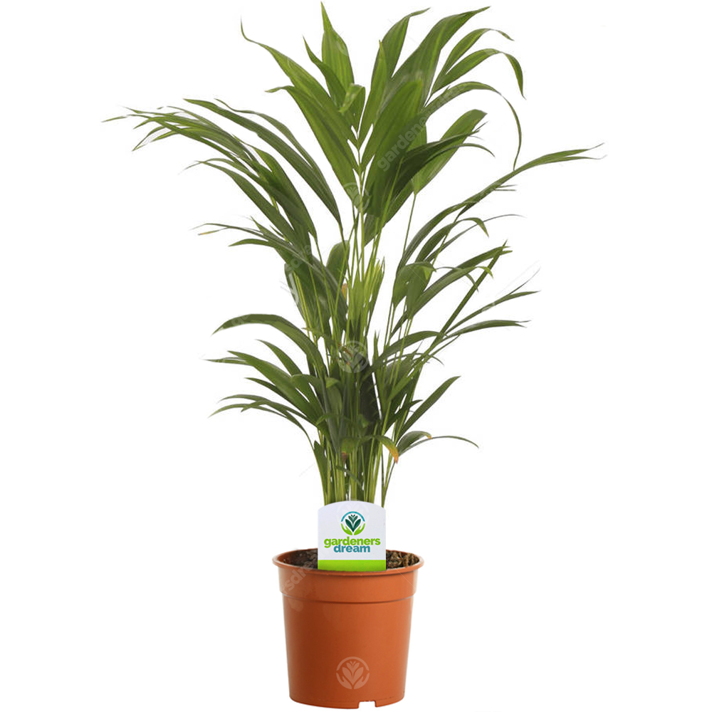Areca lutescens (13cm)
