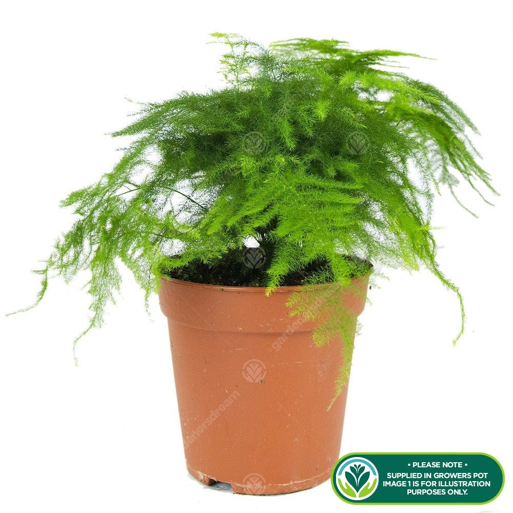 Asparagus plumosus (12cm, V1)