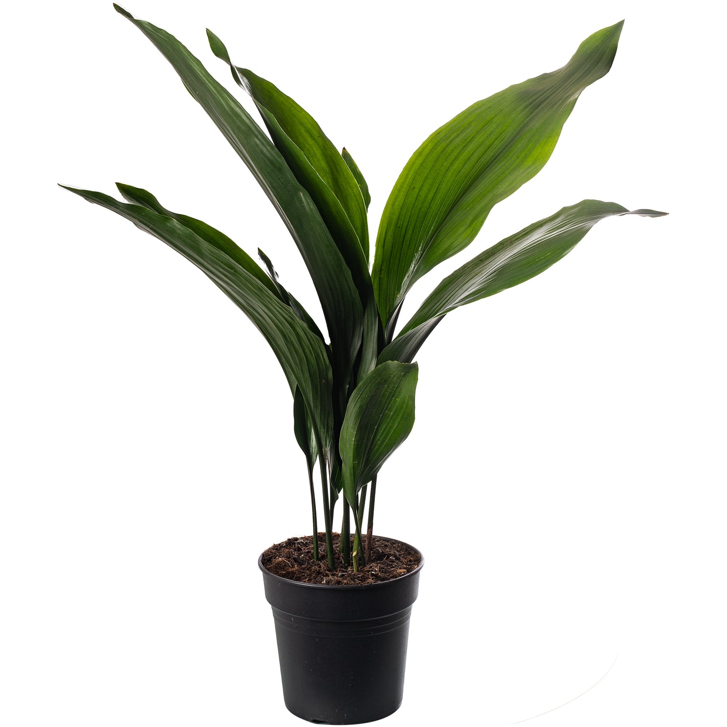 Unkillable Mix (Sansevieria Laurenti, Aspidistra Elatior, Ficus Robusta 12cm)