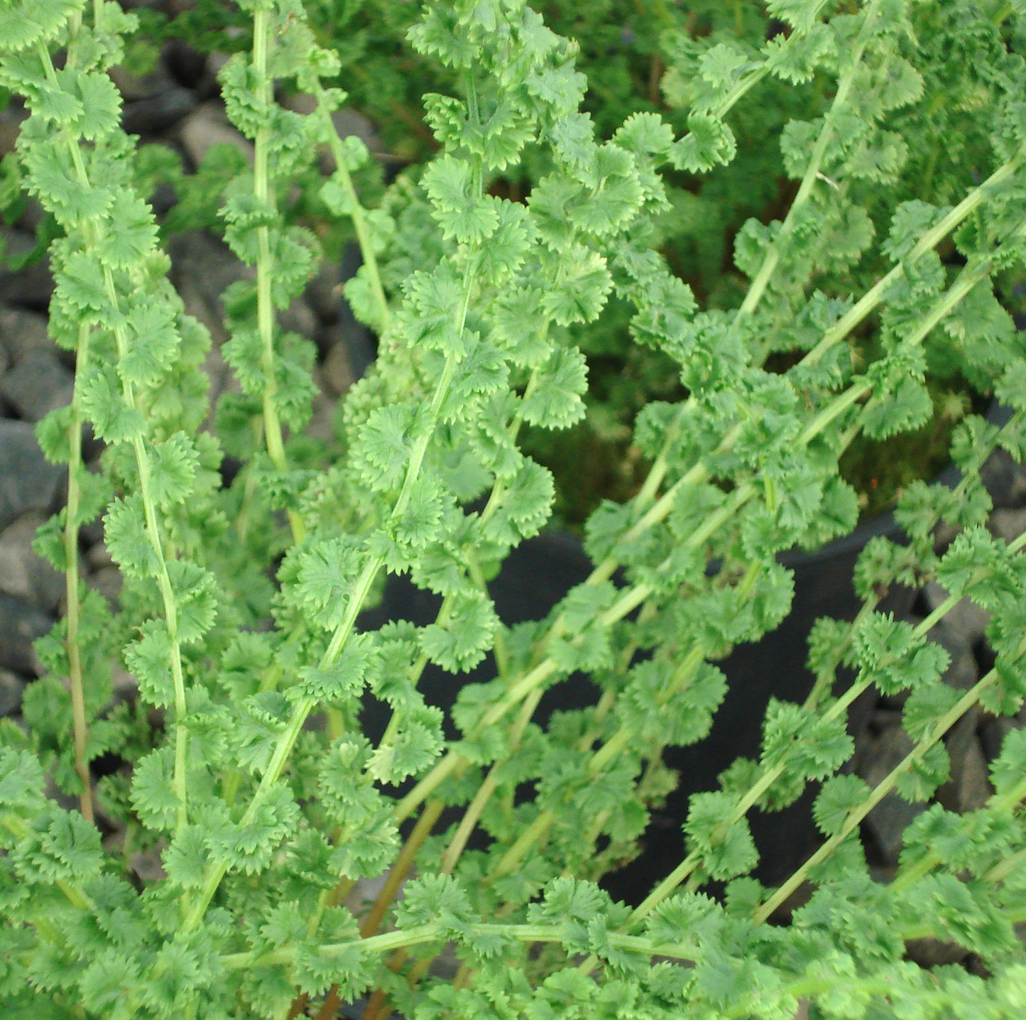Athyrium Frizelliae (9cm)