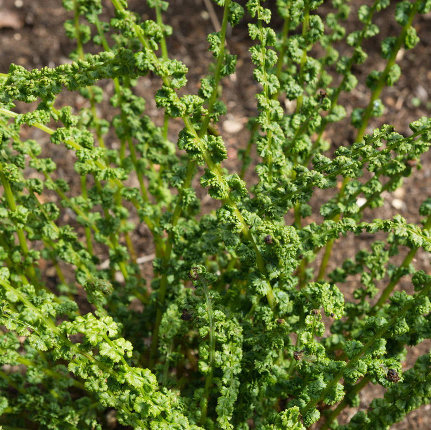 Athyrium Frizelliae (9cm)