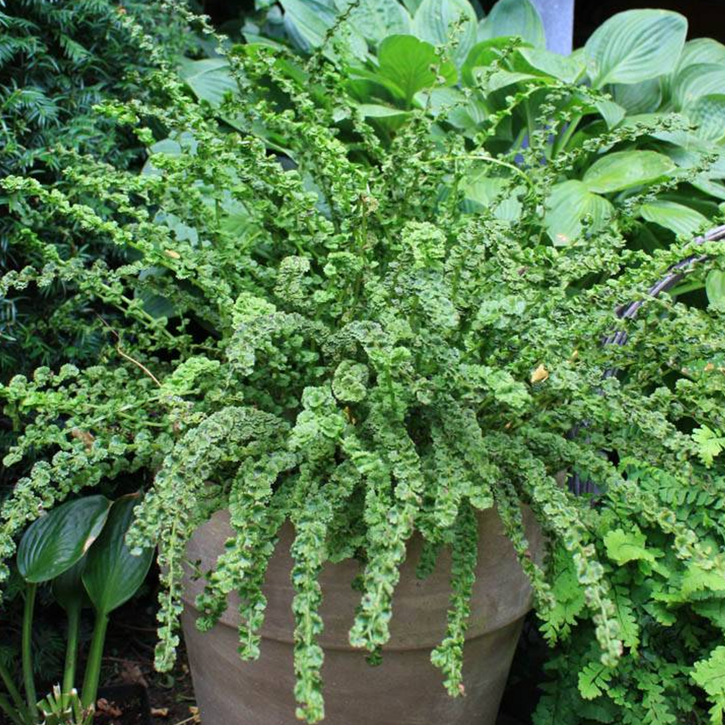 Athyrium Frizelliae (9cm)