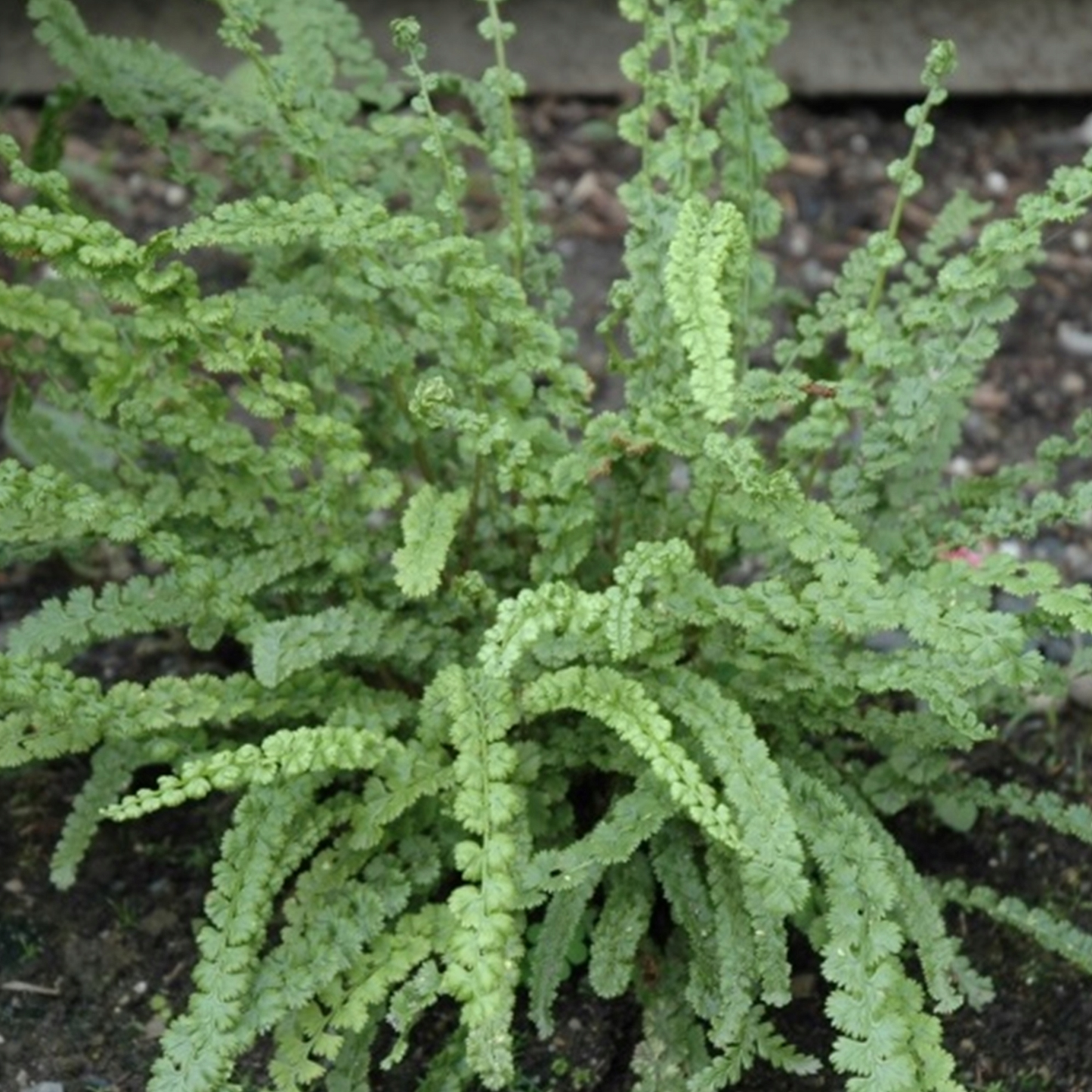 Athyrium Frizelliae (9cm)