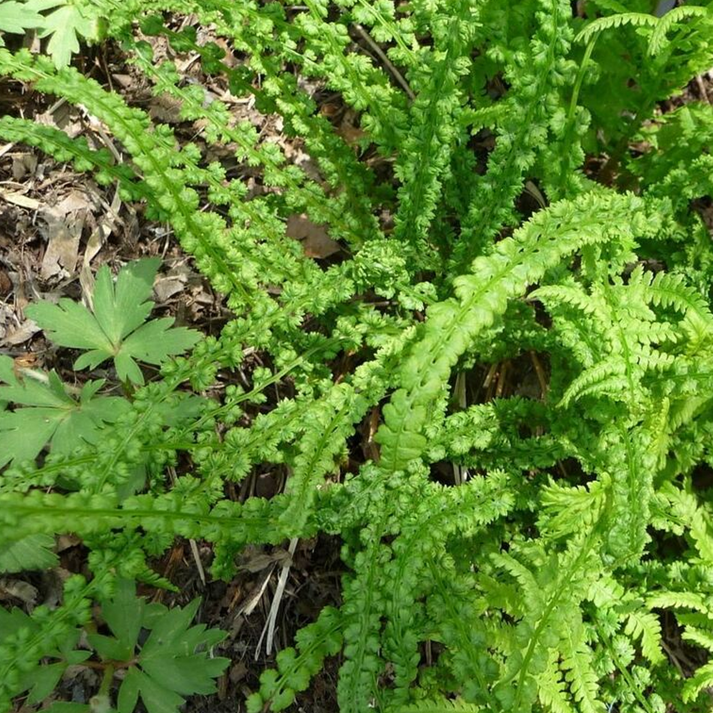 Athyrium Frizelliae (9cm)