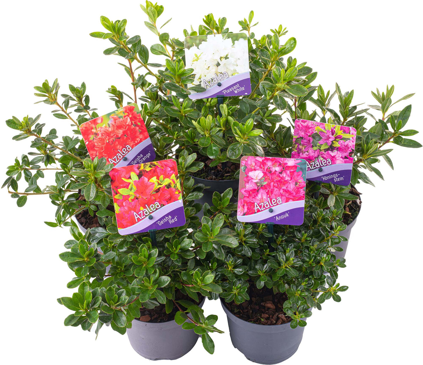 Azalea Mix (1L, Pack of 5)
