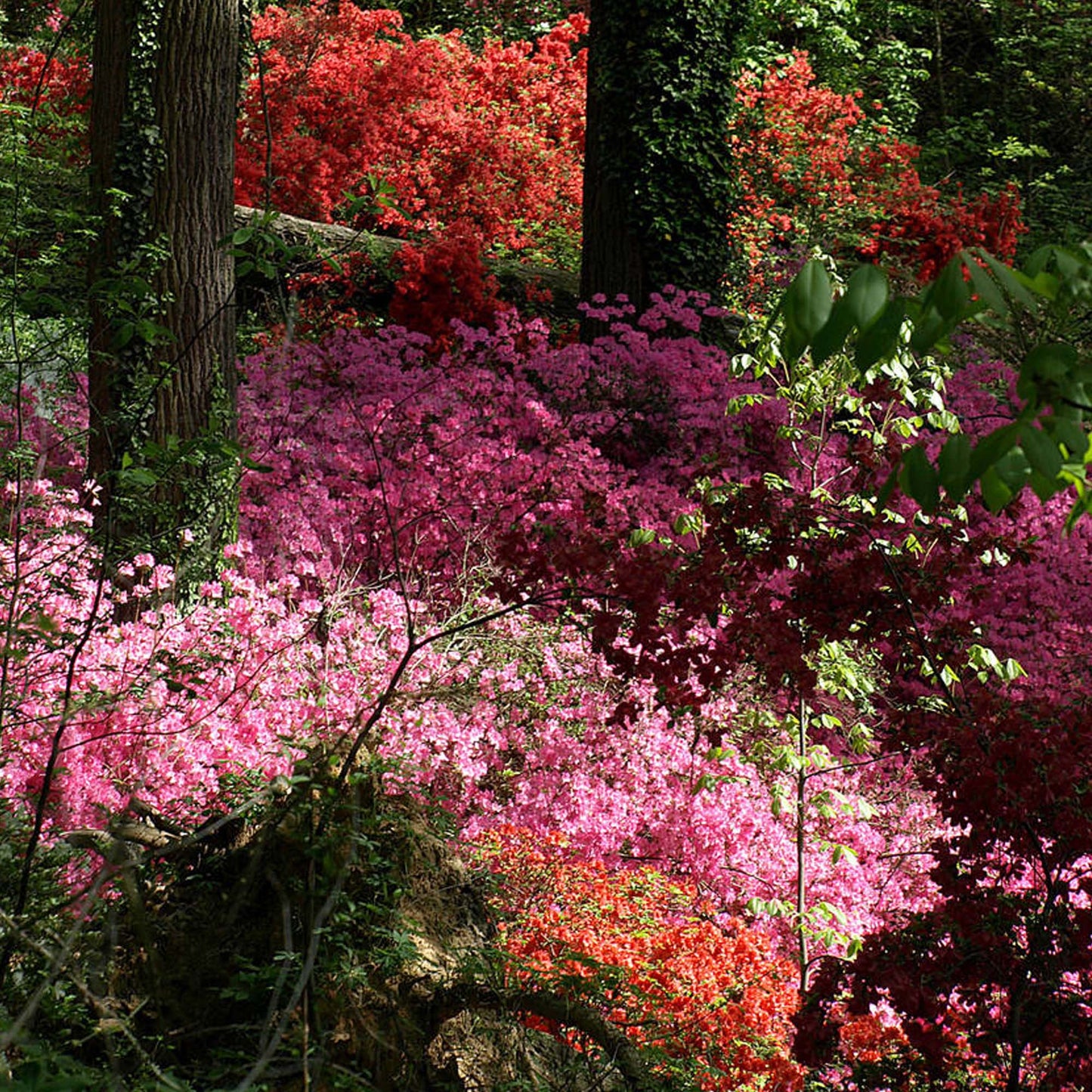 Azalea Mix (1L, Pack of 5)