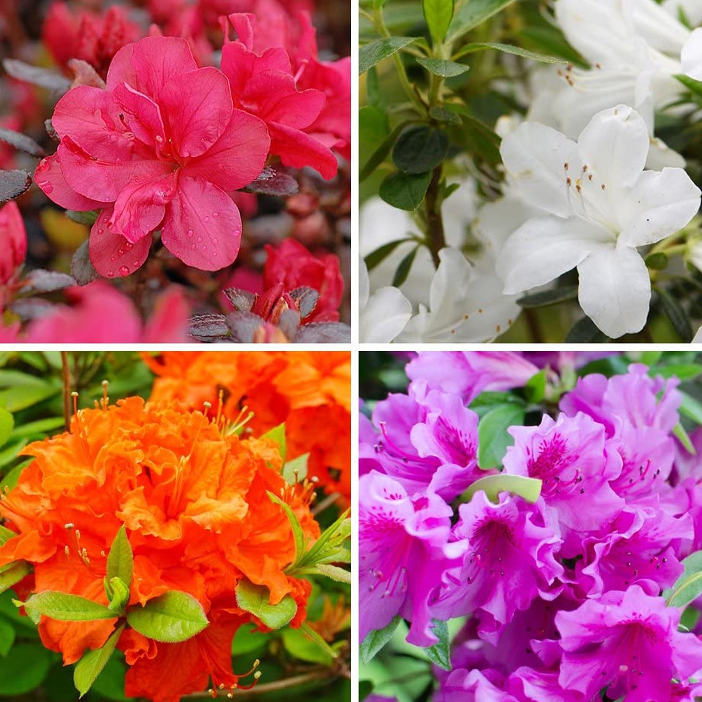 Azalea Mix (1L, Pack of 5)