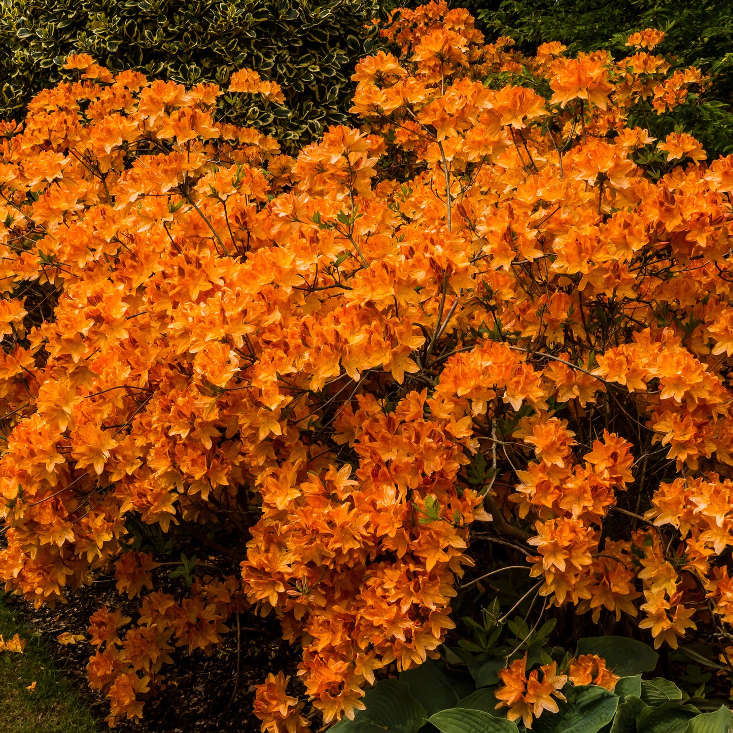 Azalea Orange (2L)