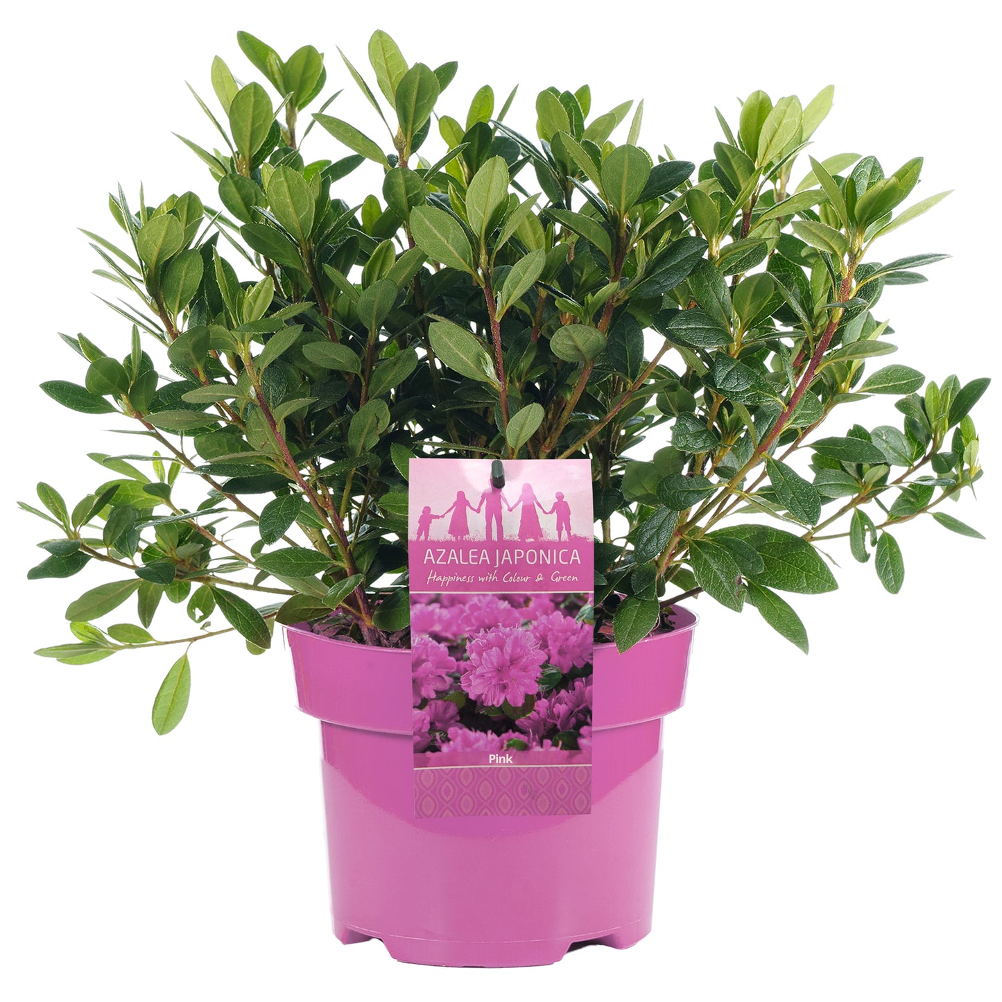 Azalea Pink (2L)