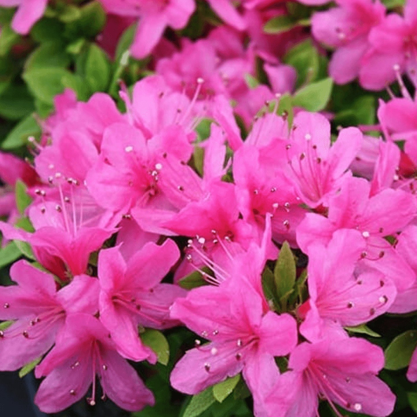 Azalea Pink (2L)