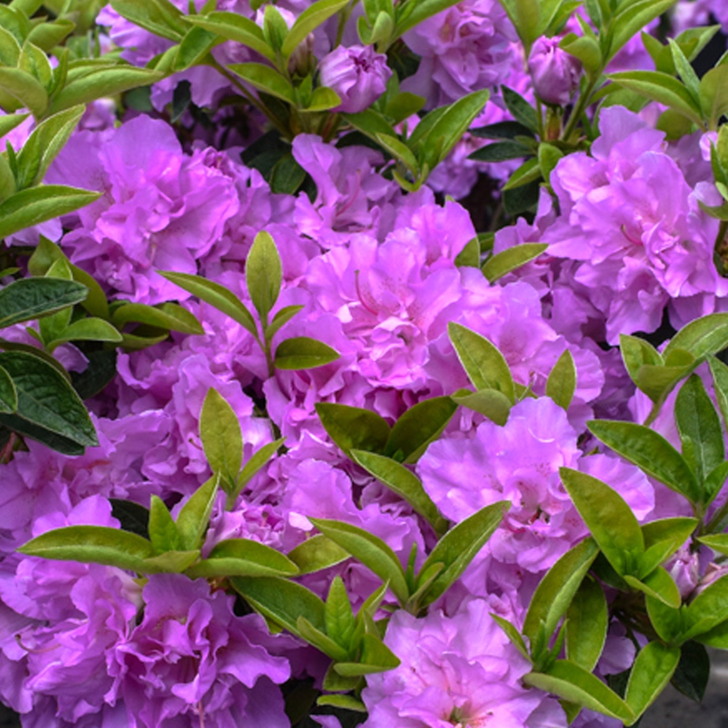 Azalea Purple (2L)