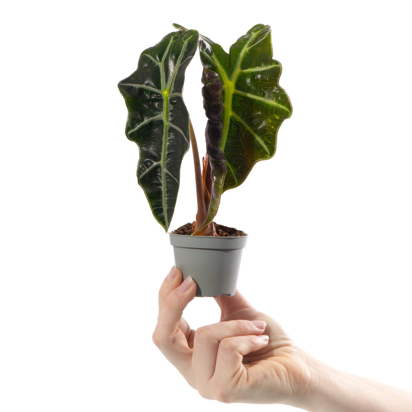Baby Plants Alocasia Curly Bambino