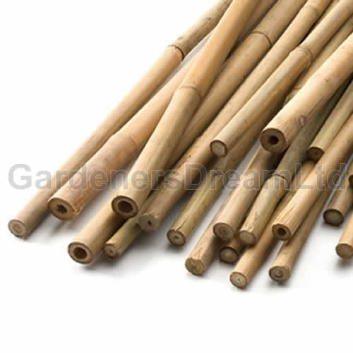 Bamboo Canes 2ft (#150)