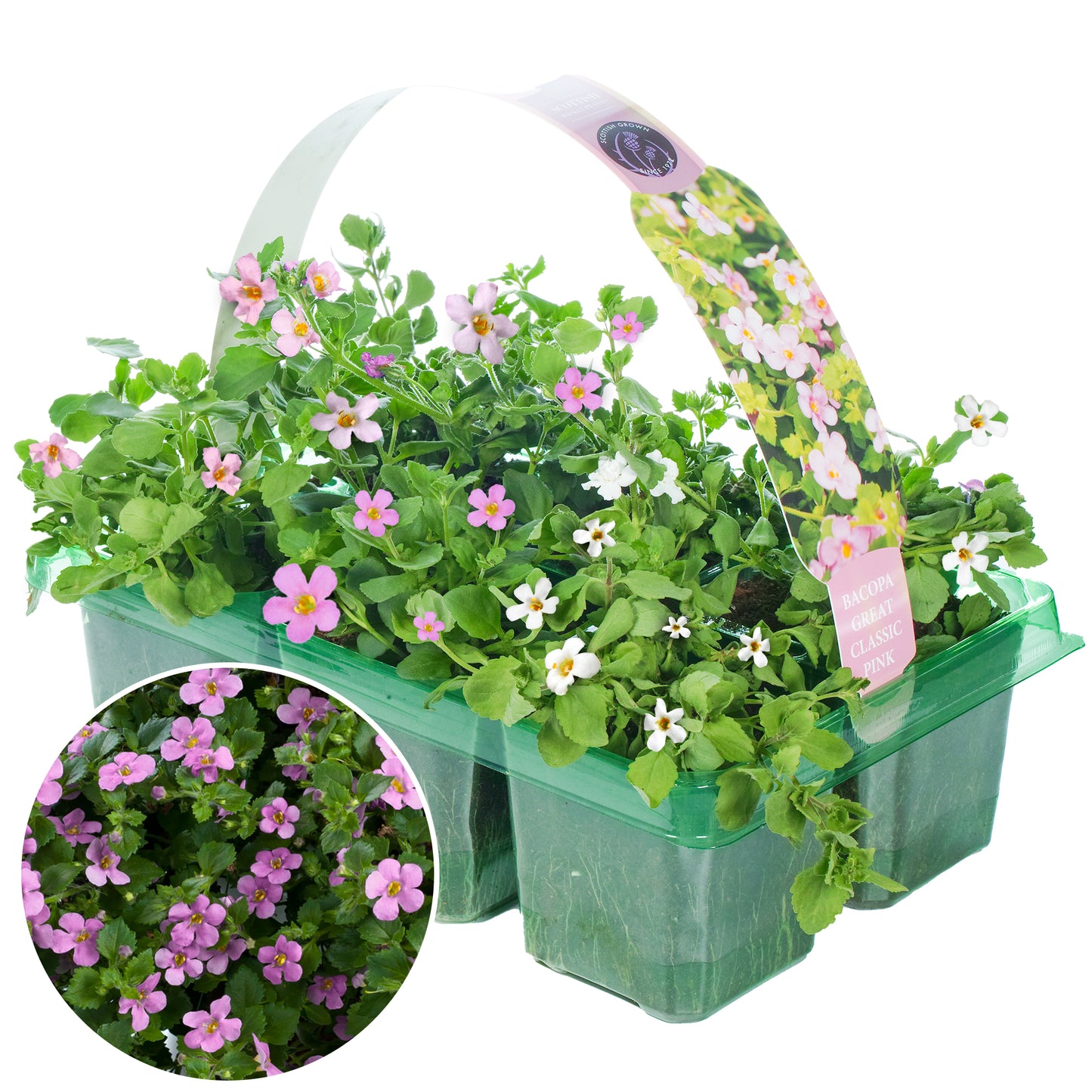 Basket Plants - Bacopa Pink (6 Pack)