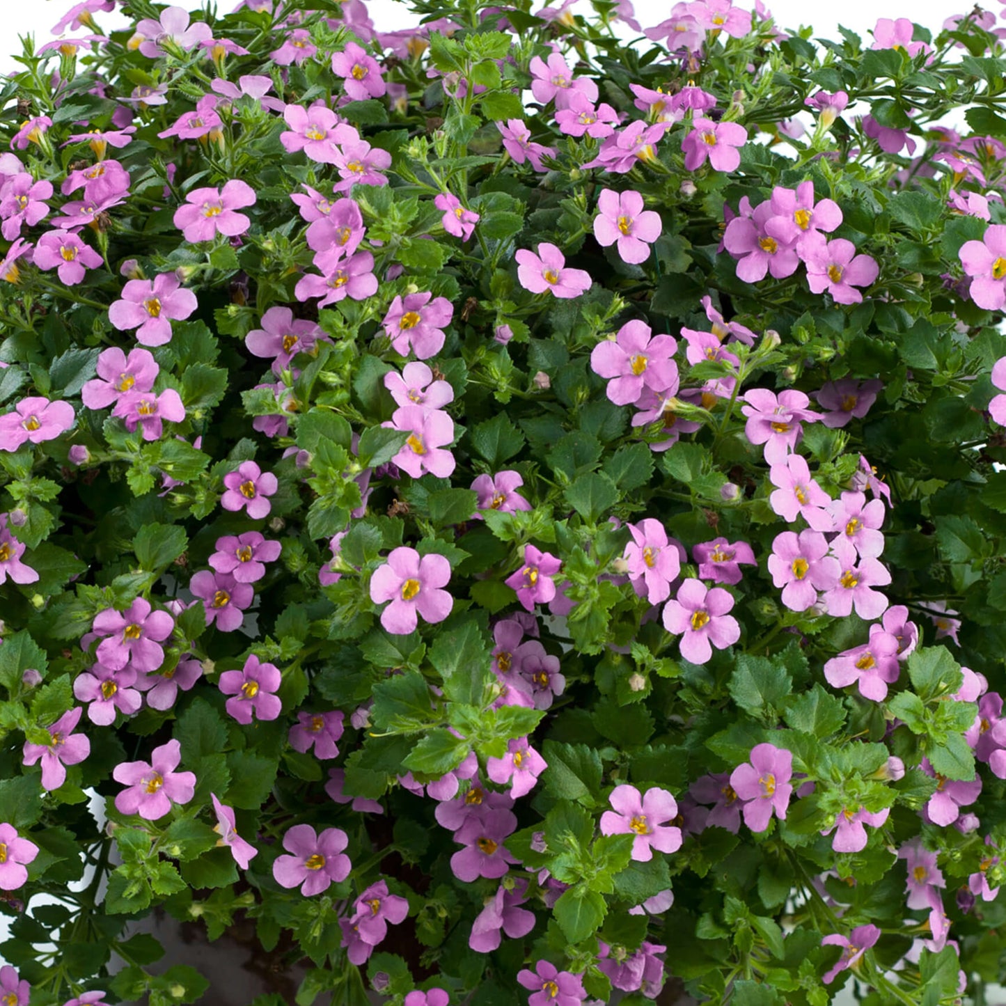 Basket Plants - Bacopa Pink (6 Pack)