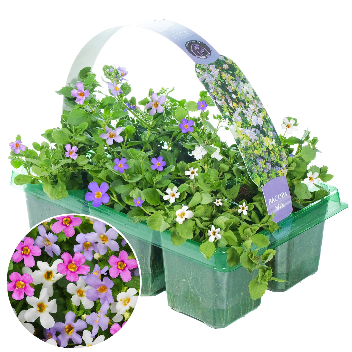 Basket Plants - Bacopa Mixed Variety (6 Pack)