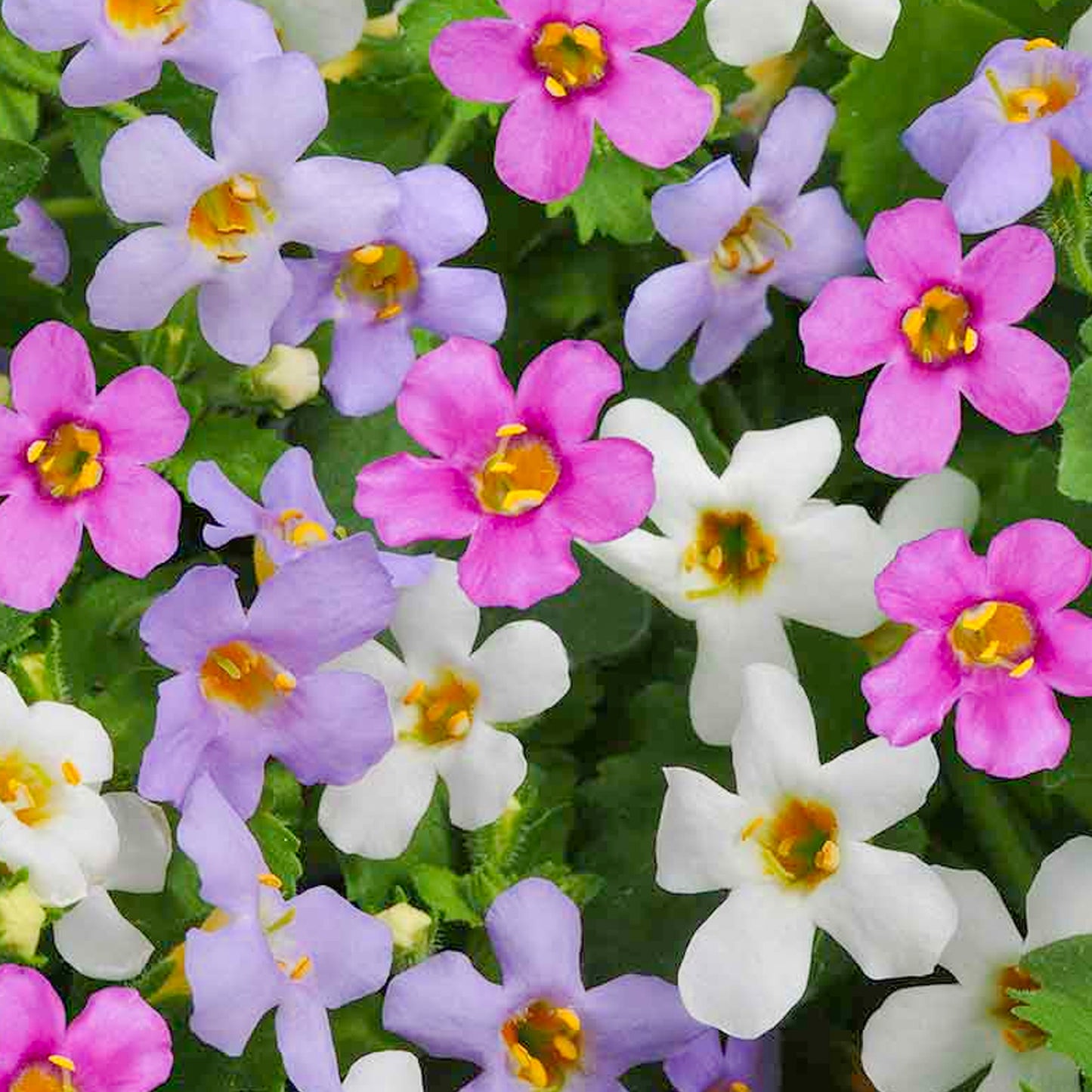 Basket Plants - Bacopa Mixed Variety (6 Pack)
