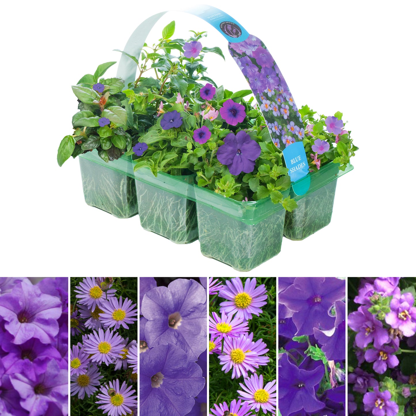 Basket Plants - Blue Shades (6 Pack)